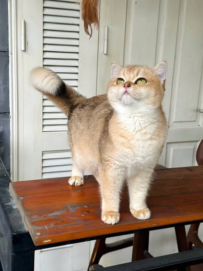 British Shorthair