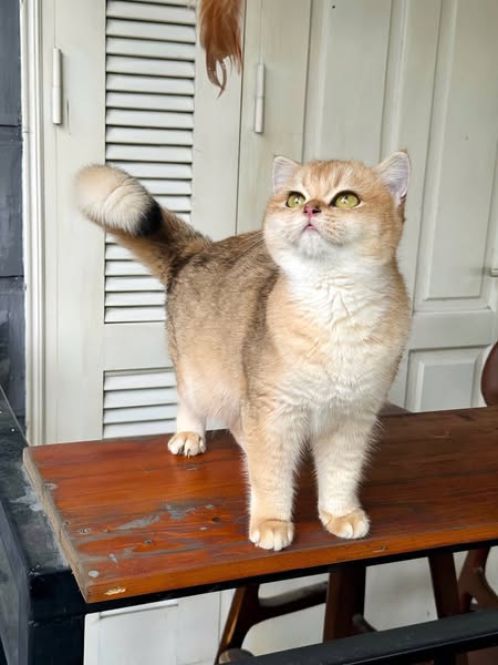 British Shorthair