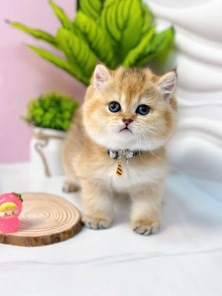 British Shorthair