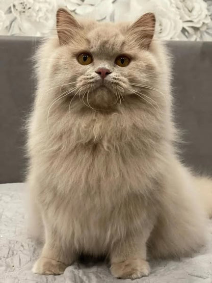 British Longhair