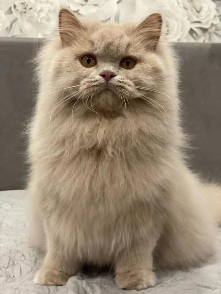 British Longhair