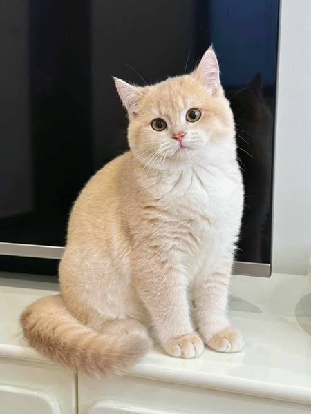 British Shorthair