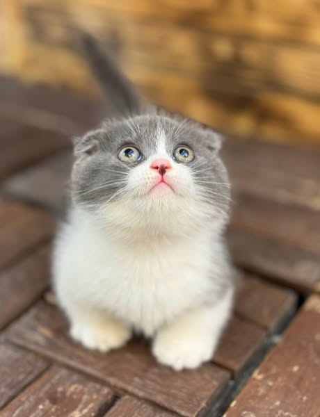 Munchkin Fold