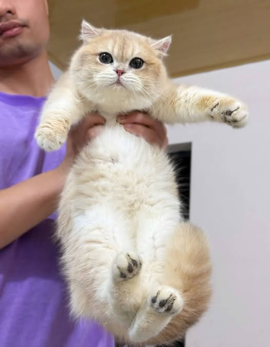 British Shorthair