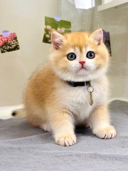 British Shorthair