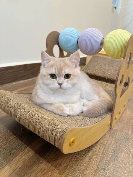 British Shorthair