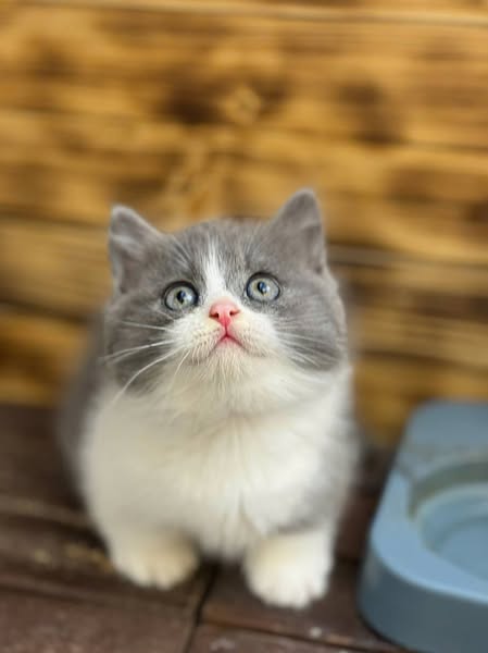 Munchkin