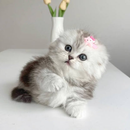 Munchkin Fold Longhair