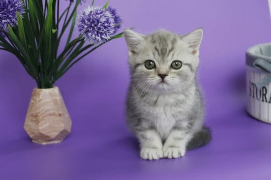 British Shorthair