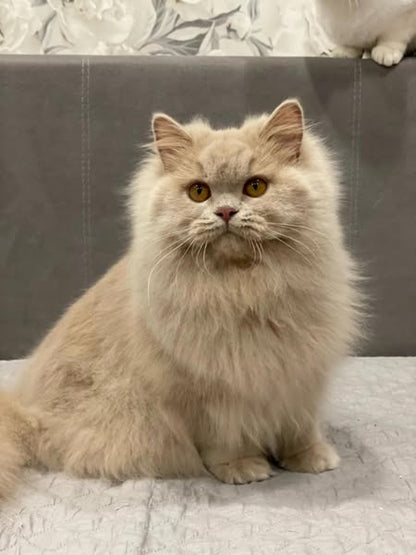 British Longhair