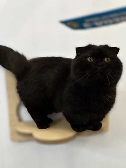 Munchkin Fold