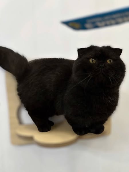 Munchkin Fold
