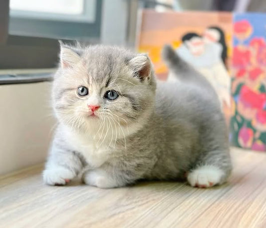 Munchkin