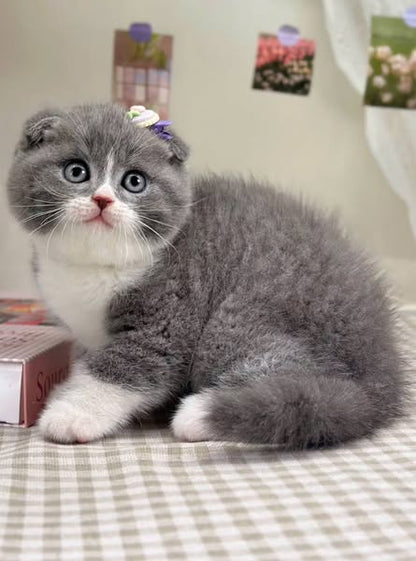 Scottish Fold