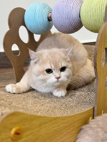 British Shorthair