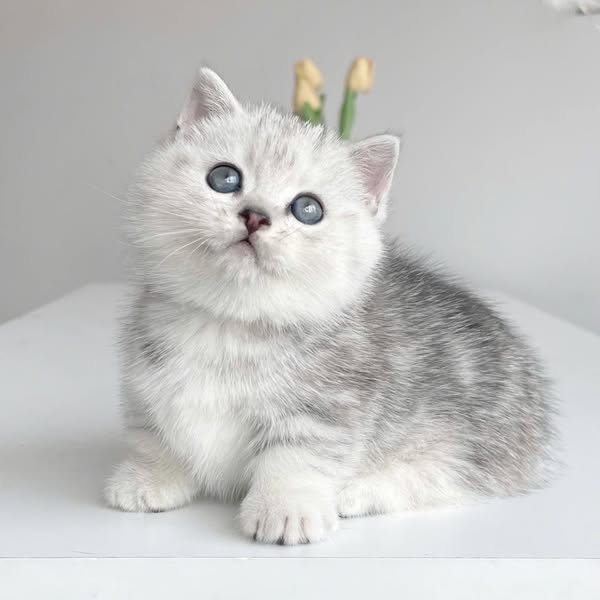 Munchkin