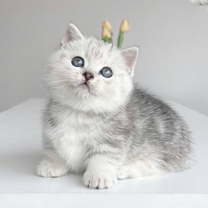 Munchkin