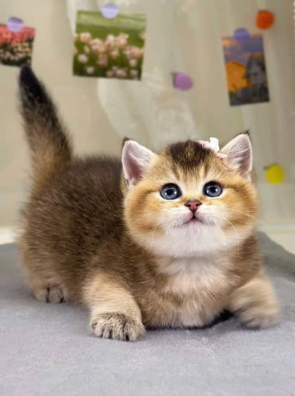 British Shorthair