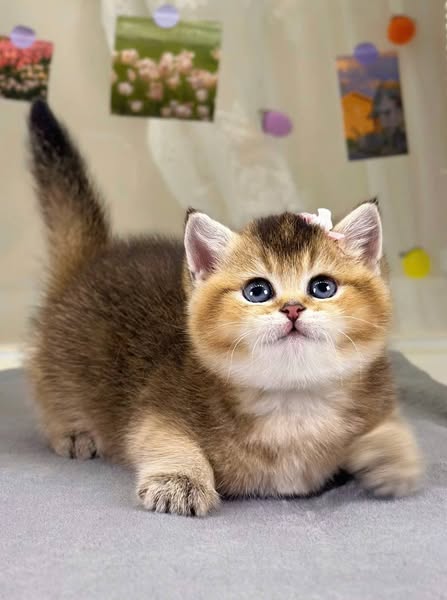 British Shorthair