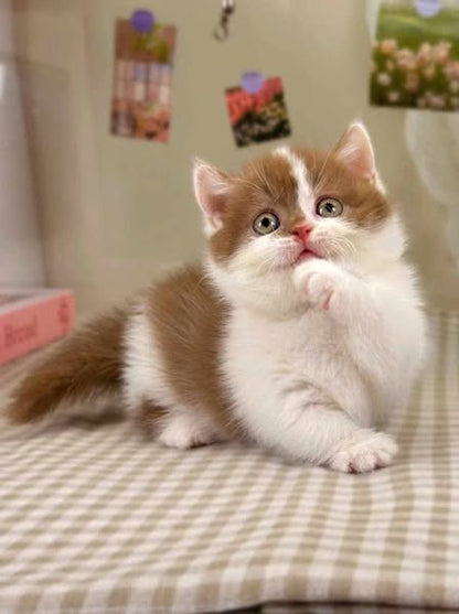 Munchkin