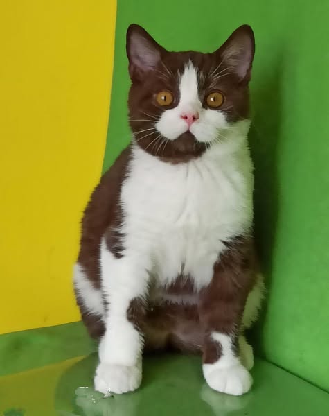 British Shorthair