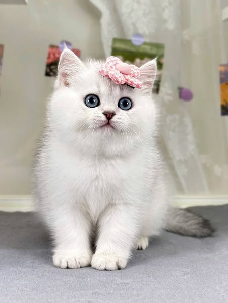 British Shorthair
