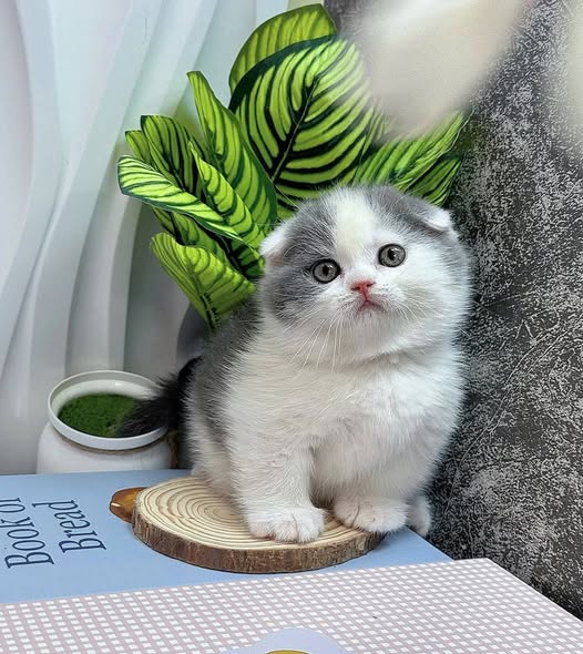 Munchkin Fold