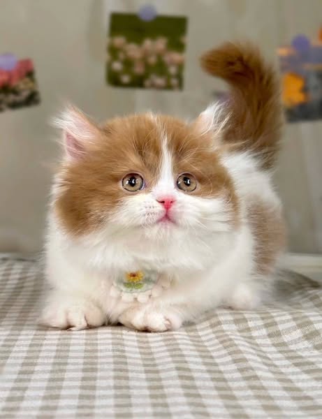 Munchkin Longhair