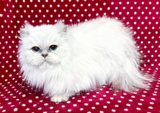 British Longhair