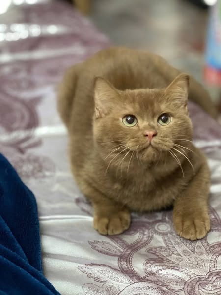 British Shorthair