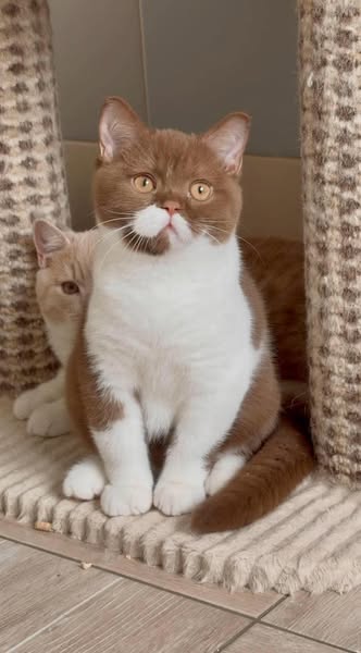 British Shorthair