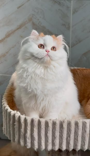 British Longhair