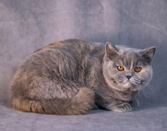British Shorthair