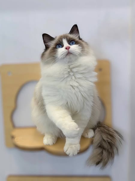 Ragdoll