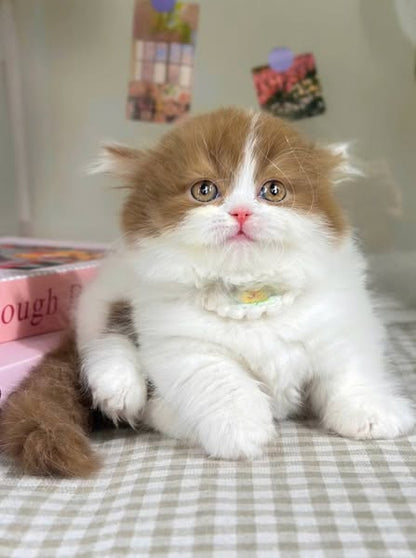 Munchkin Longhair