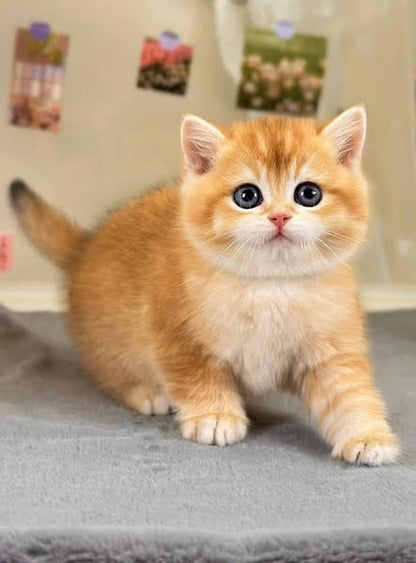 British Shorthair