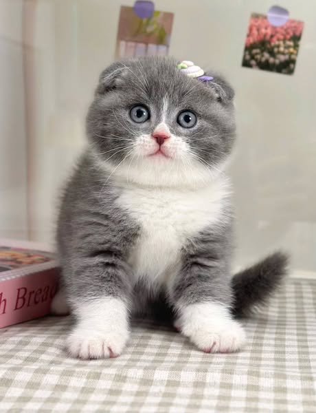 Scottish Fold
