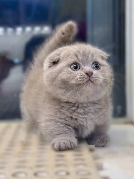 Munchkin Fold