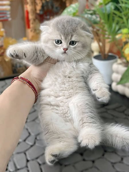 Scottish Fold