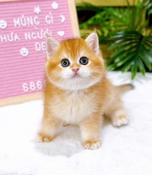 British Shorthair