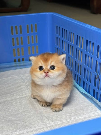 Munchkin