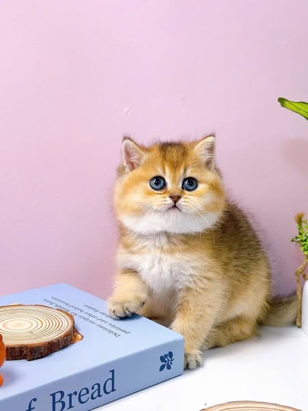 British Shorthair