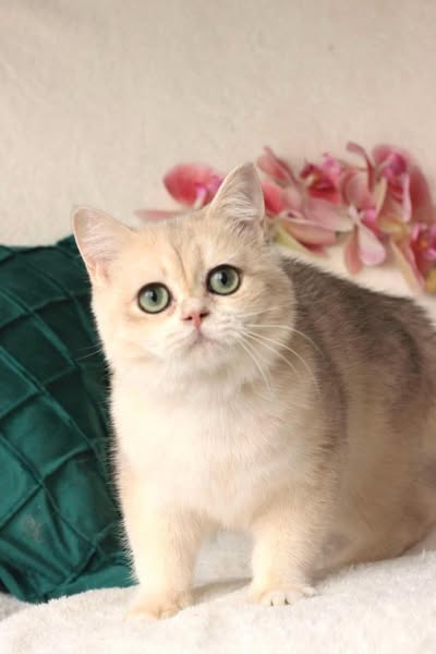 British Shorthair