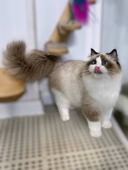 Ragdoll
