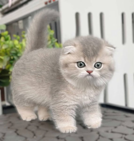 Scottish Fold