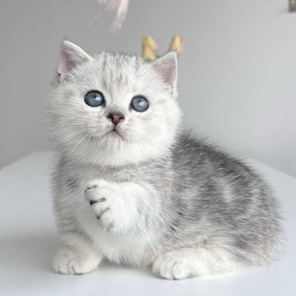 Munchkin