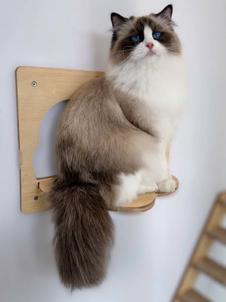 Ragdoll