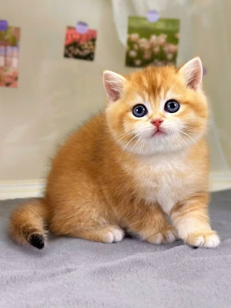 British Shorthair