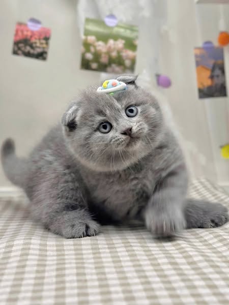 Scottish Fold