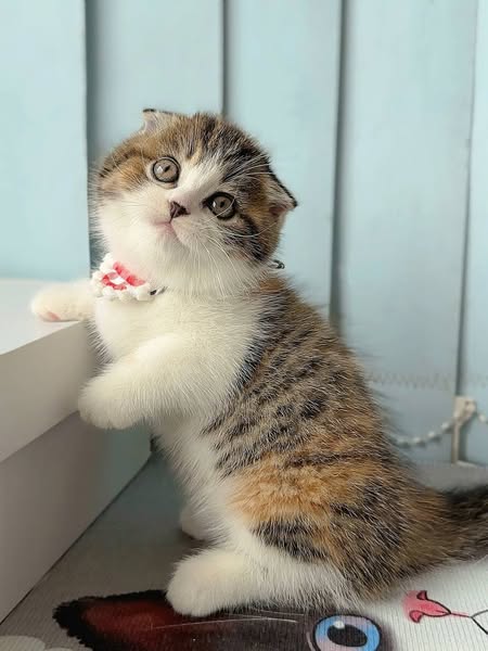 Munchkin Fold